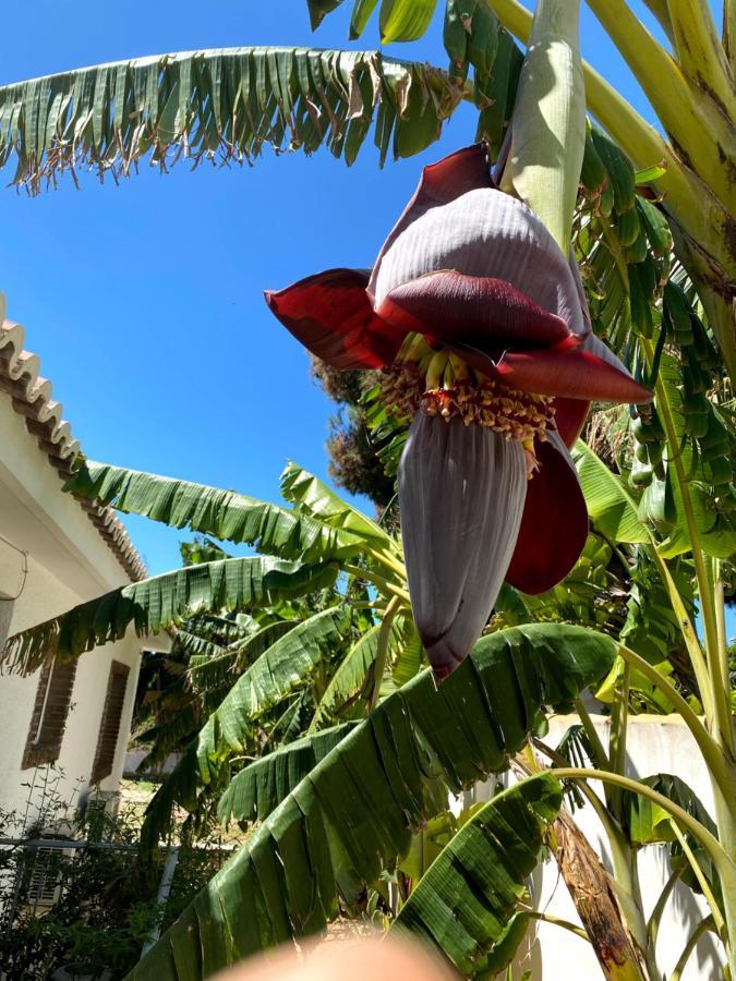 Beach Apartment, Playa Muchavista 900M, Chalet Tranquilo, Villa Acuario San Juan  Exteriör bild